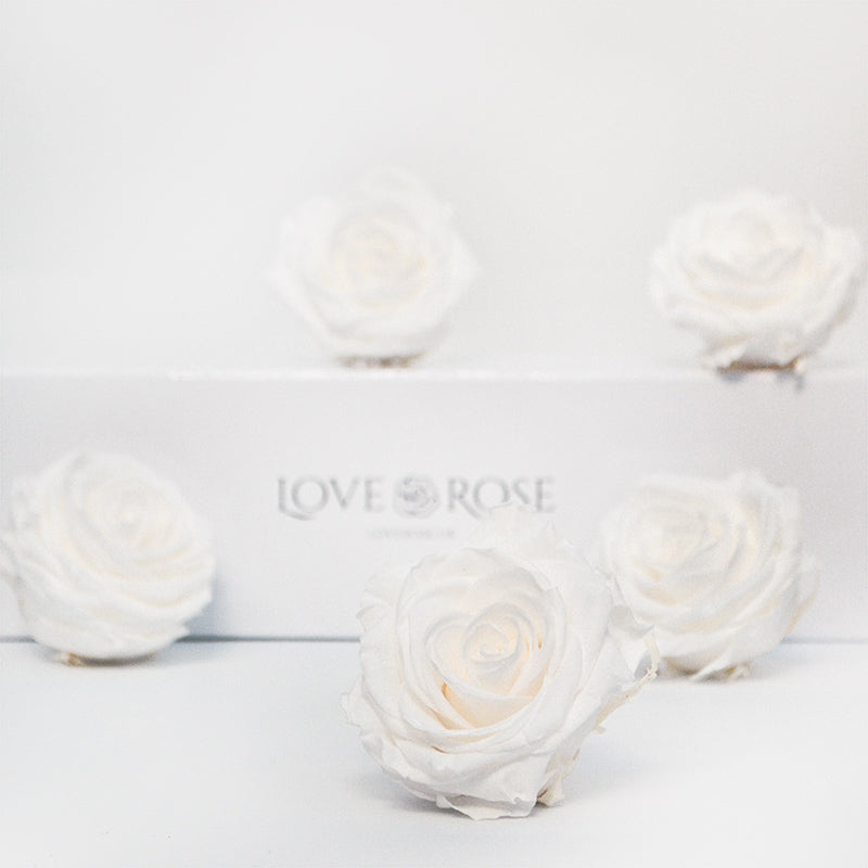 5 Infinity White Roses in a White Box