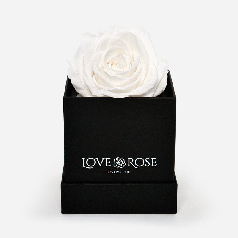 Single White Rose in a Box