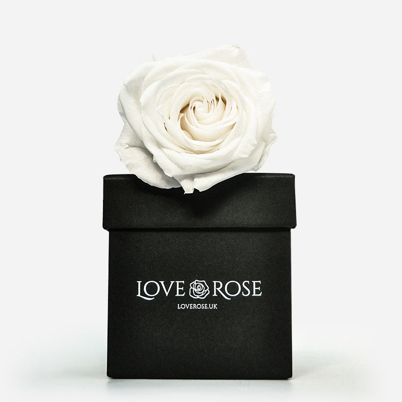 Single White Rose in a Box