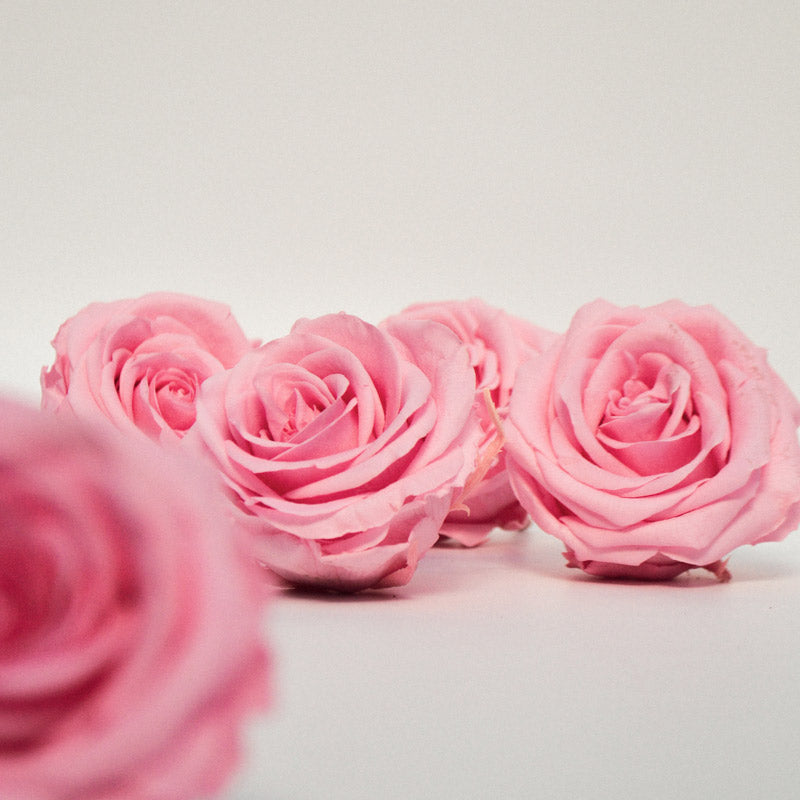 5 Infinity Pink Roses in a White Box