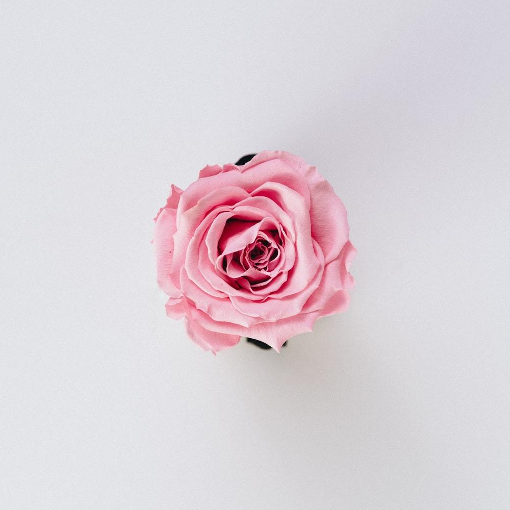 single pink rose