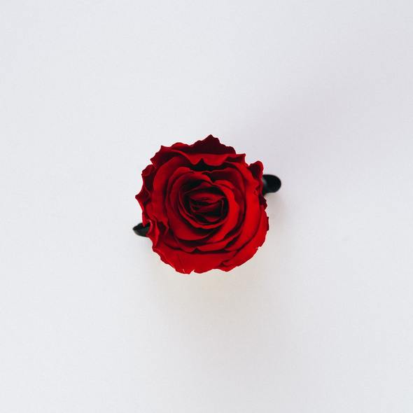 single red rose