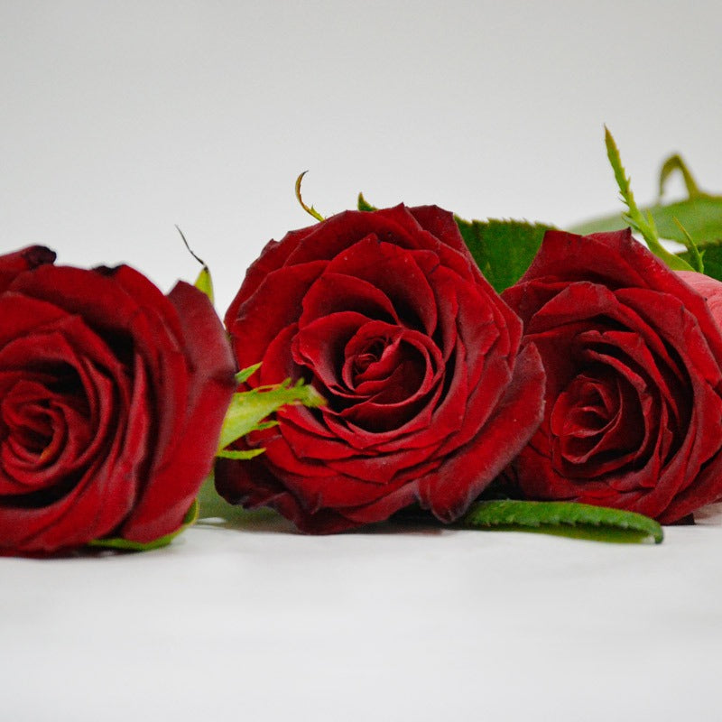 fresh red roses