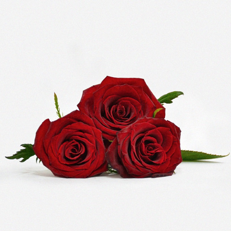 eternal red roses