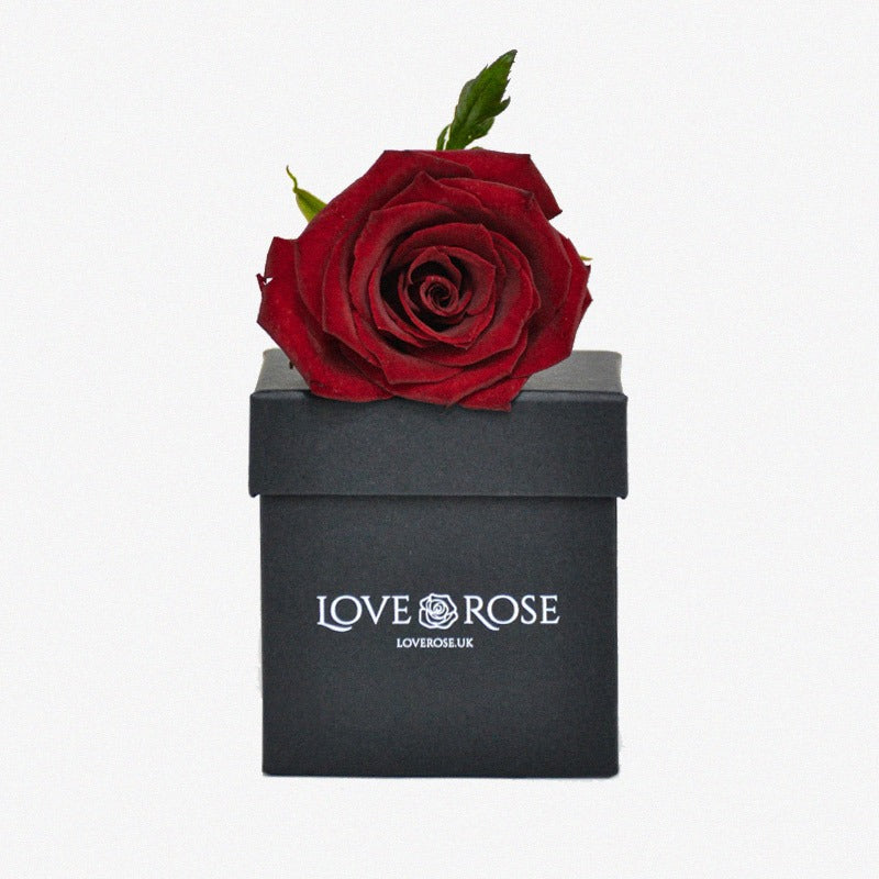 single eternal rose