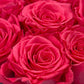 Infinity Cerise Roses in a White Hat Box