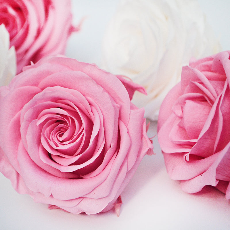 5 Infinity Pink & White Roses in a White Box