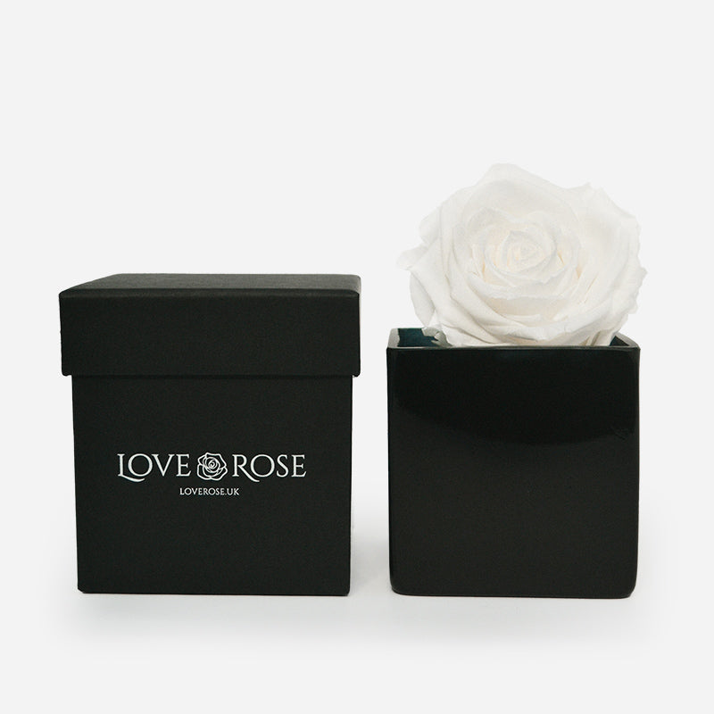 Single White Rose in a Box