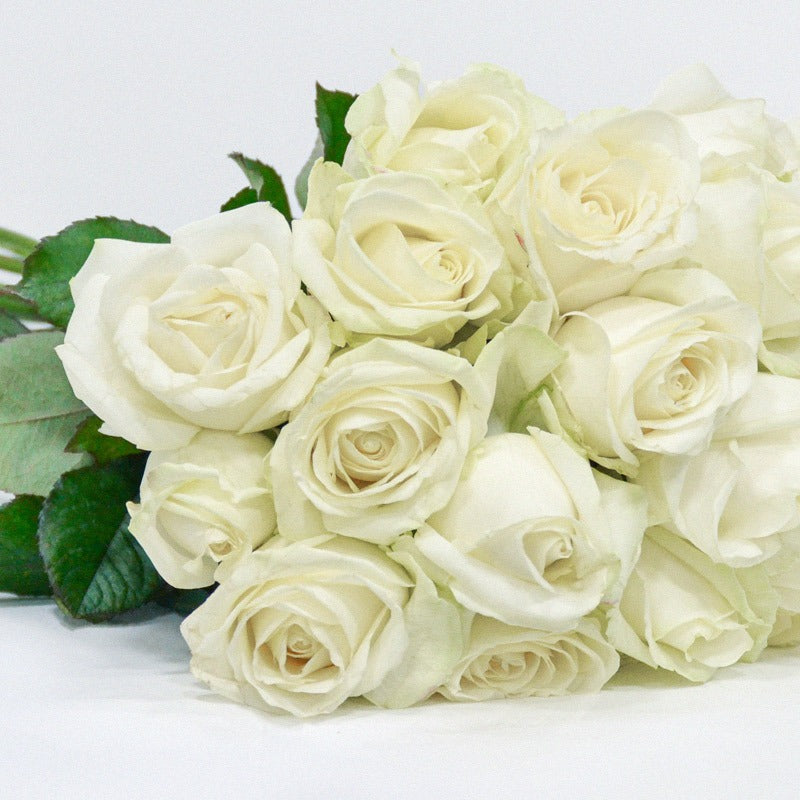 white luxury roses