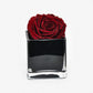 single red rose in a glass vase